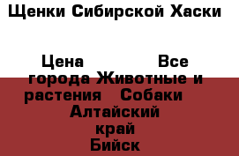 Щенки Сибирской Хаски › Цена ­ 20 000 - Все города Животные и растения » Собаки   . Алтайский край,Бийск г.